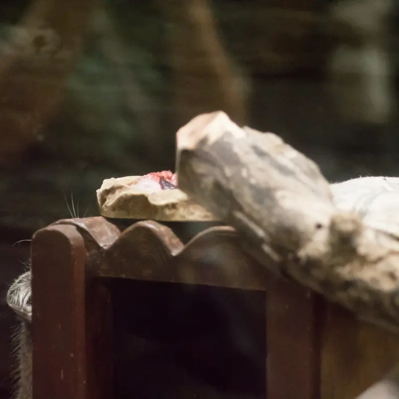 A photograph of Shafran in Ueno Zoological Gardens