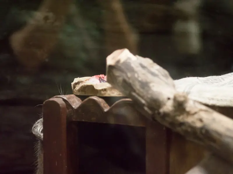 A photograph of Shafran in Ueno Zoological Gardens