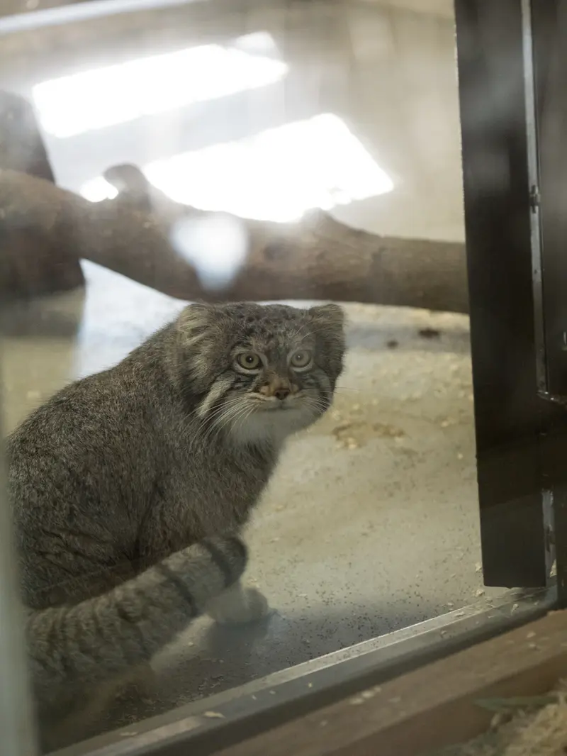 A photograph of Figa in Nogeyama Zoo