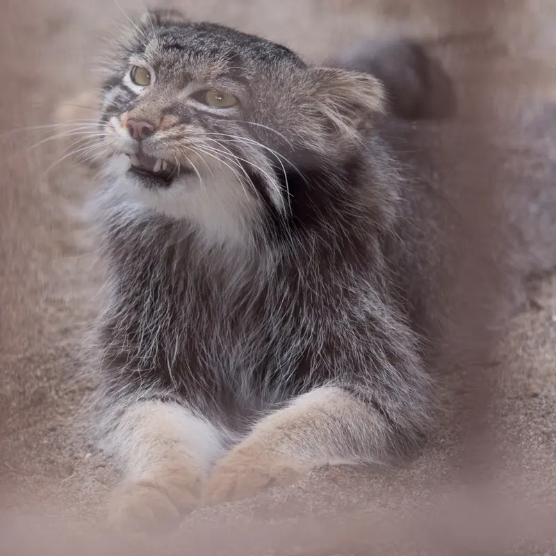 A photograph of Figa in Nogeyama Zoo