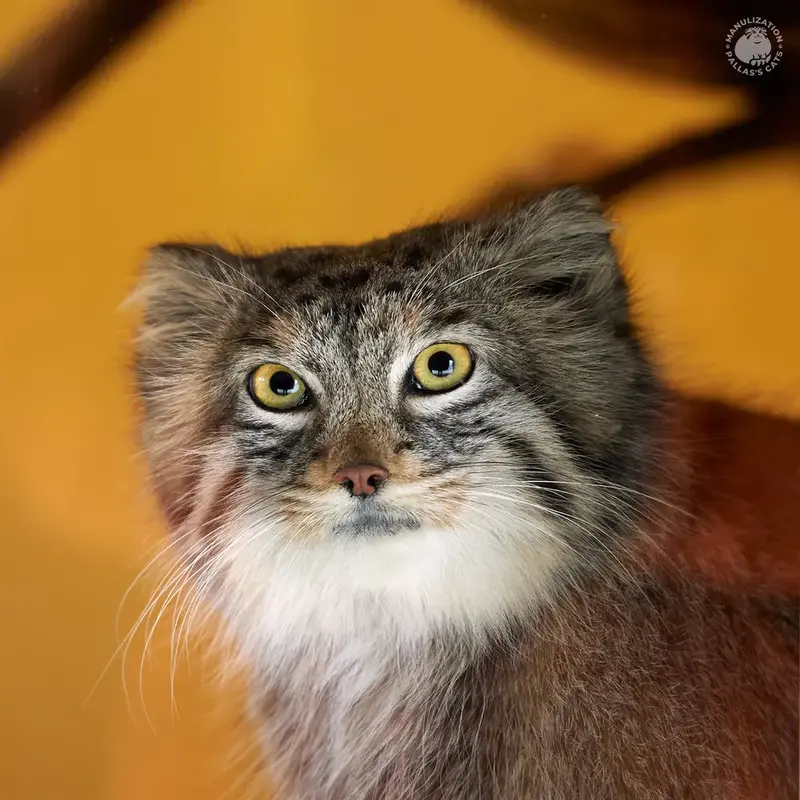 A photograph of Oliva in Saitama Children's Zoo