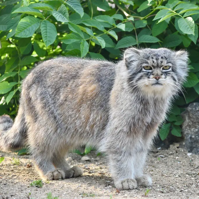 A photograph of Atlan in Port Lympne Wild Animal Park