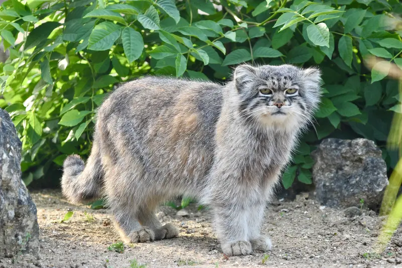 A photograph of Atlan in Port Lympne Wild Animal Park