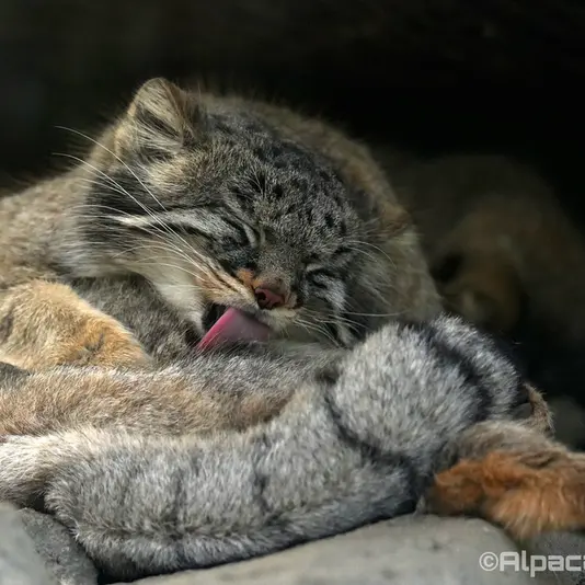 A photograph of Mei in Kobe Animal Kingdom
