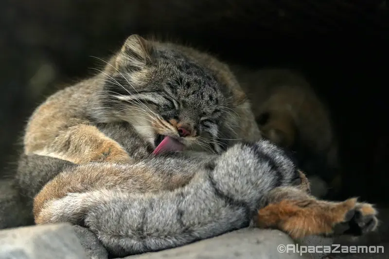 A photograph of Mei in Kobe Animal Kingdom