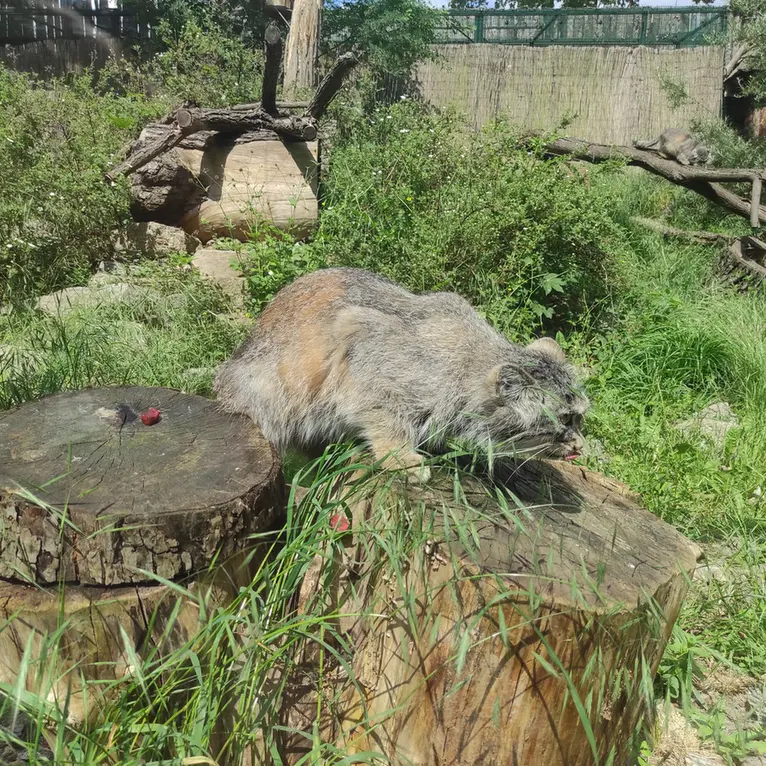 A photograph of Zarina in Wrocław Zoo