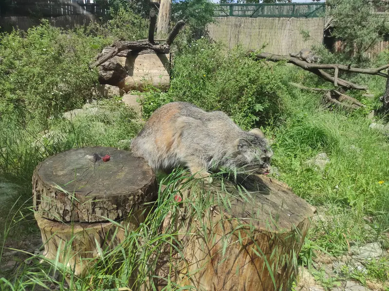 A photograph of Zarina in Wrocław Zoo