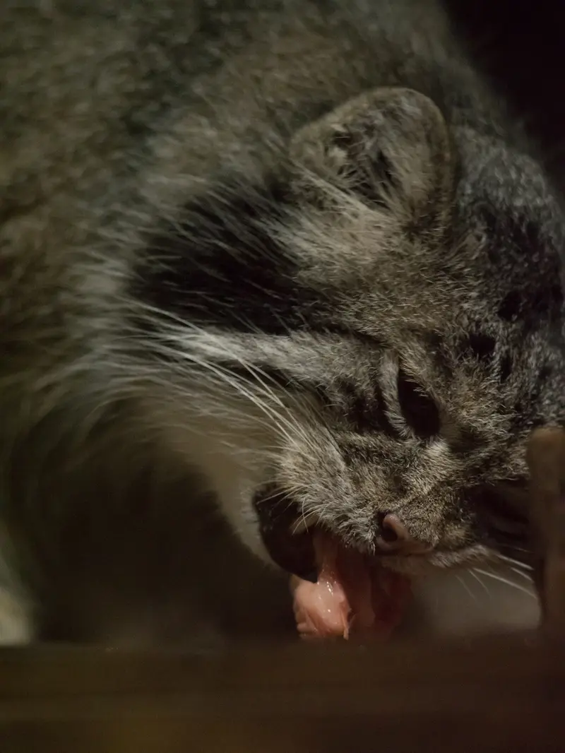 A photograph of Klyon in Ueno Zoological Gardens
