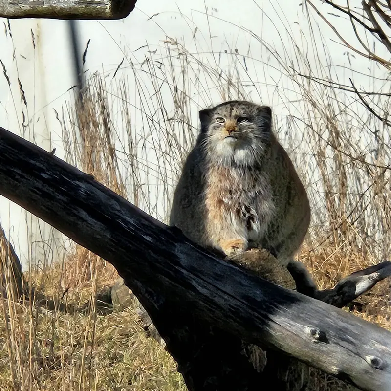 A photograph of Mimi in Korkeasaari Zoo