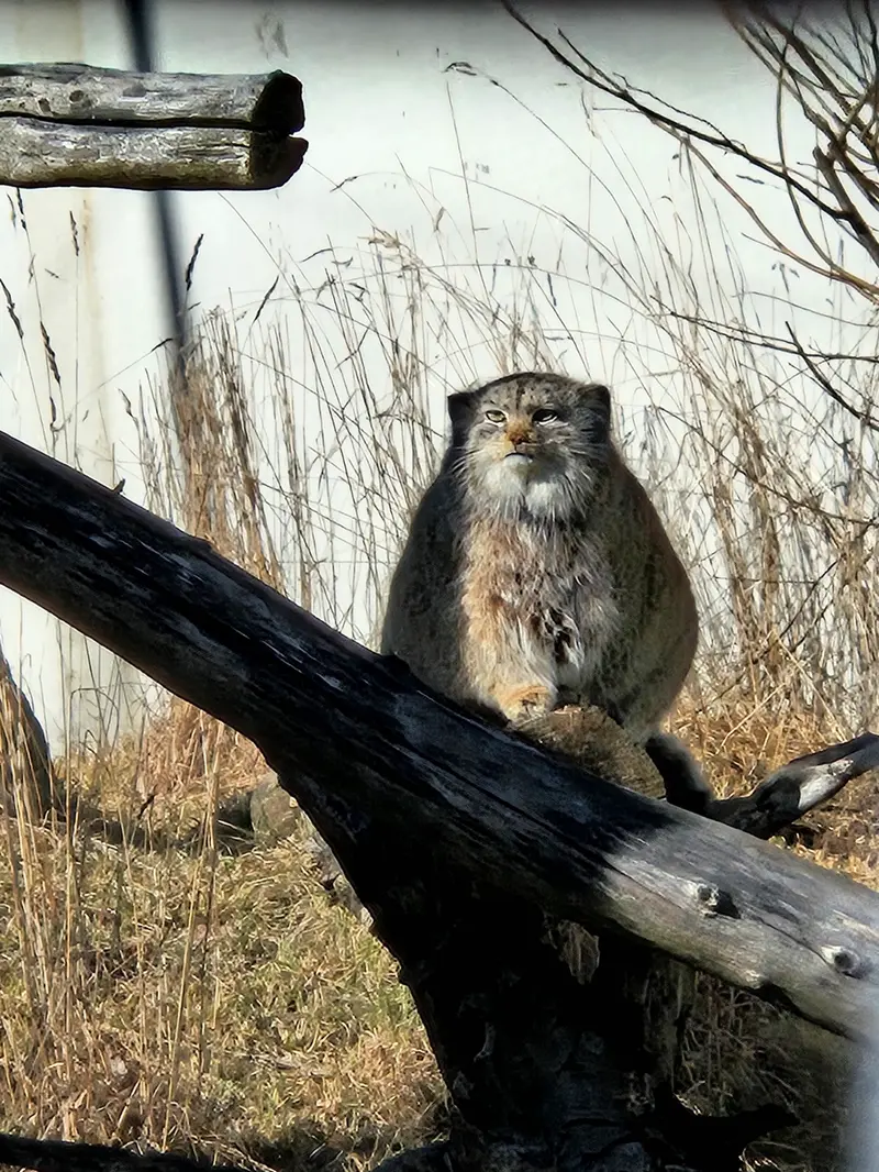 A photograph of Mimi in Korkeasaari Zoo