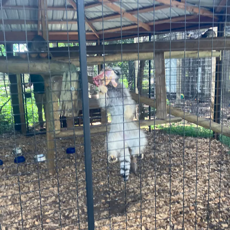 A photograph of a Pallas&#039;s cat in Safari North Wildlife Park