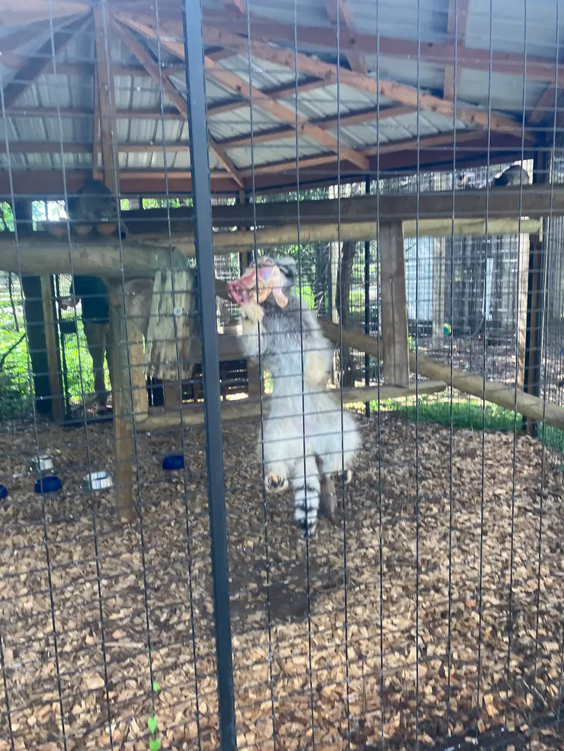 A photograph of a Pallas&#039;s cat in Safari North Wildlife Park