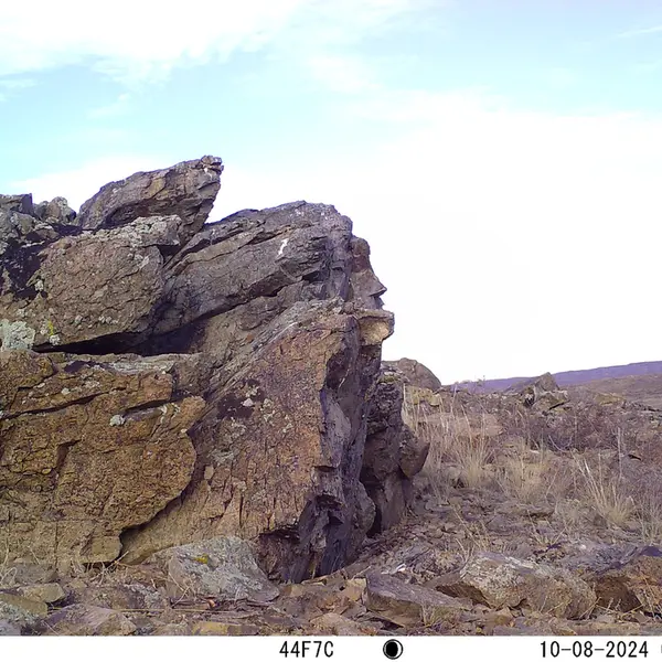 A photograph of a Pallas&#039;s cat from Karashoky camera trap