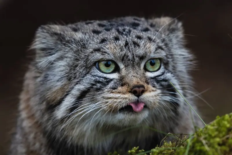 A photograph of Boris in Royev Ruchey