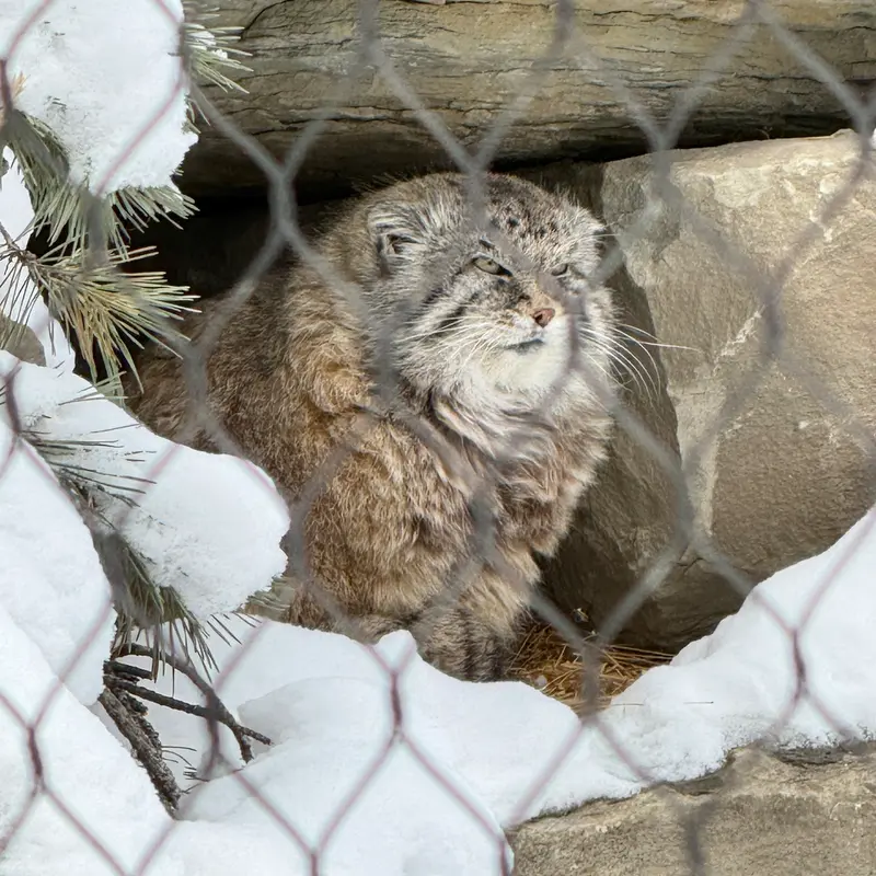 A photograph of Olaf in Calgary Zoo / Wilder Institute