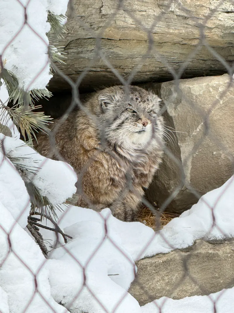 A photograph of Olaf in Calgary Zoo / Wilder Institute