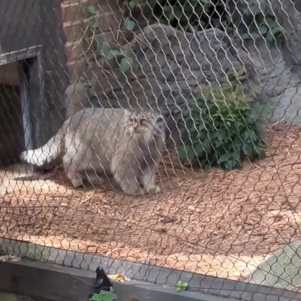A photograph of a Pallas's cat in Prospect Park Zoo