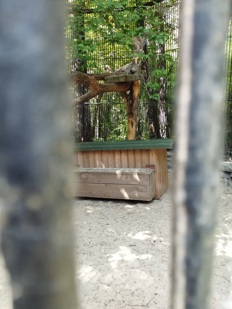 A photograph of a Pallas's cat in Novosibirsk Zoo