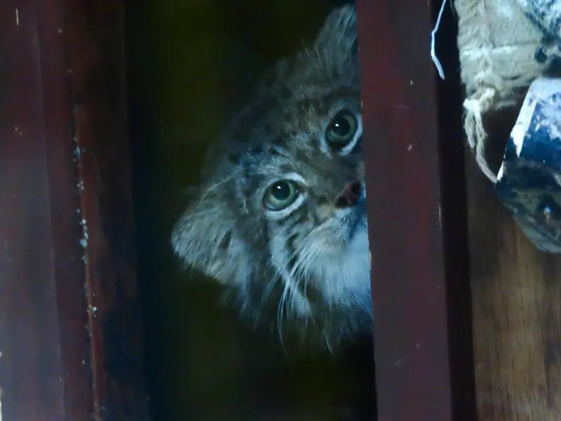 A photograph of Klyon in Ueno Zoological Gardens