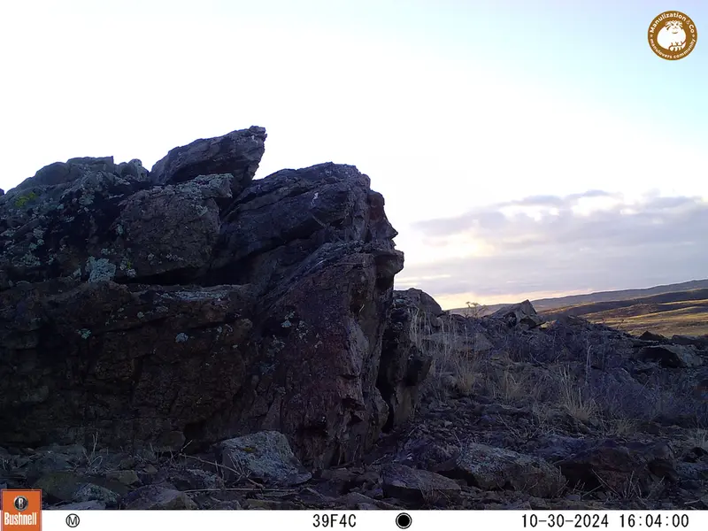 A photograph of a Pallas&#039;s cat from Karashoky camera trap
