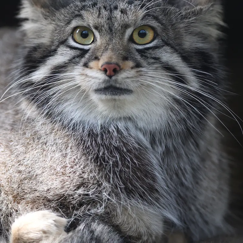 A photograph of Oto in Kobe Animal Kingdom