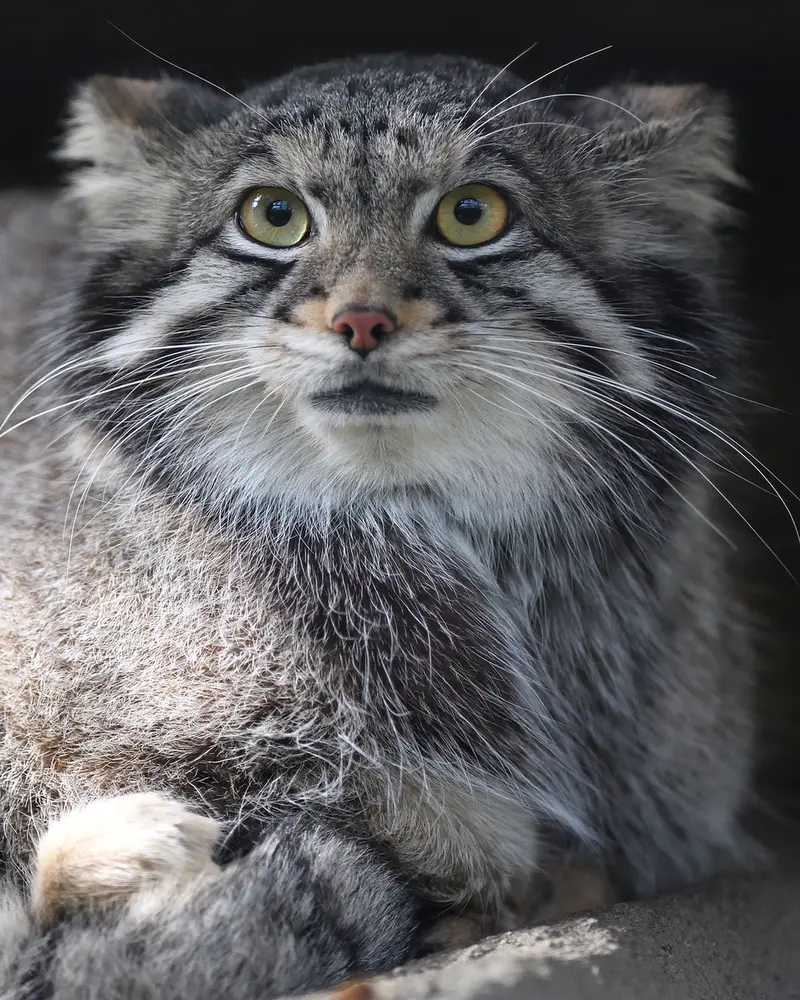 A photograph of Oto in Kobe Animal Kingdom