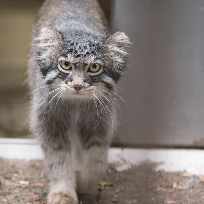 A photograph of Figa in Nogeyama Zoo