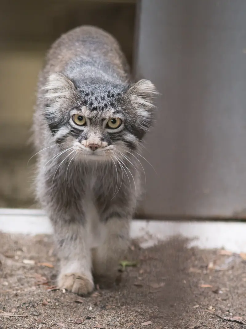 A photograph of Figa in Nogeyama Zoo