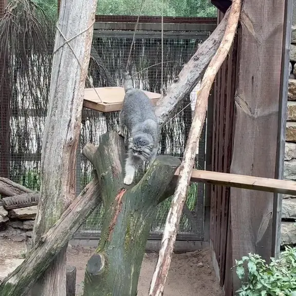A photograph of a Pallas's cat in Tallinn Zoo