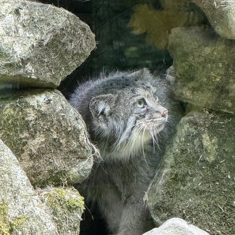 A photograph of Fay in Opel Zoo