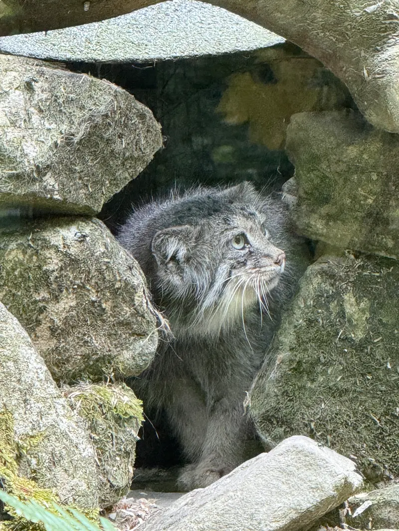 A photograph of Fay in Opel Zoo