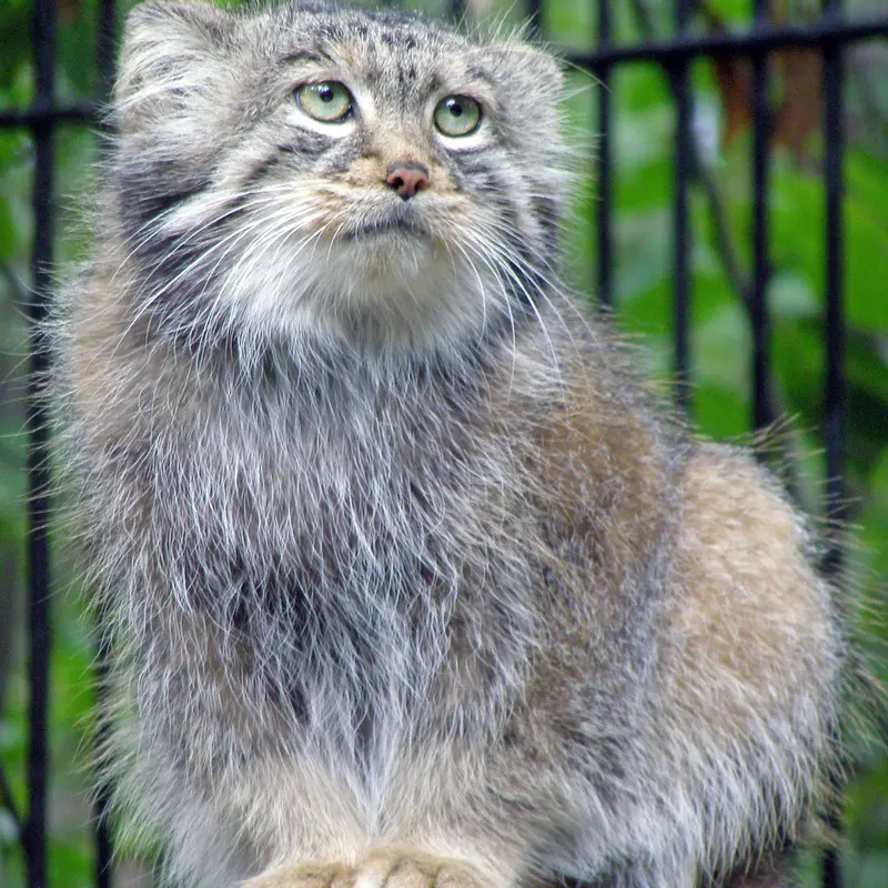 A photograph of Sheb in Novosibirsk Zoo
