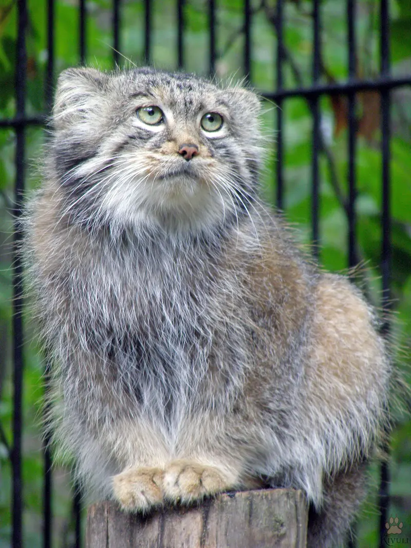 A photograph of Sheb in Novosibirsk Zoo