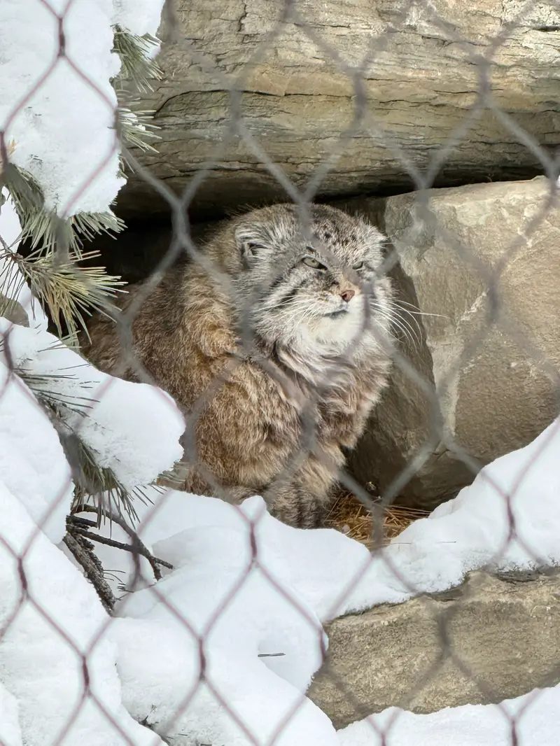 A photograph of a Pallas's cat