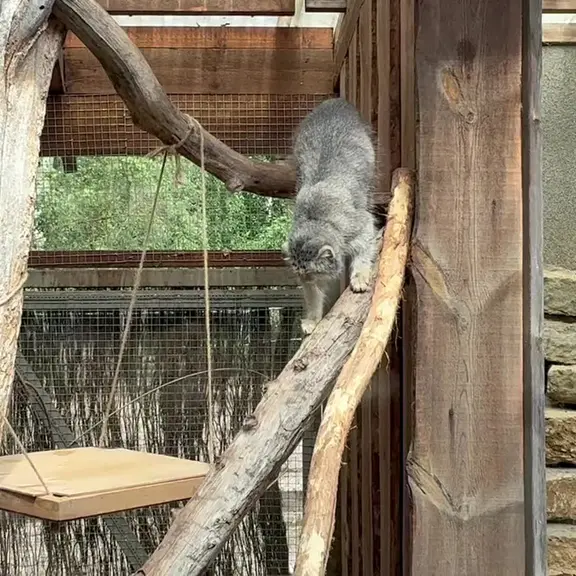 A photograph of a Pallas's cat in Tallinn Zoo