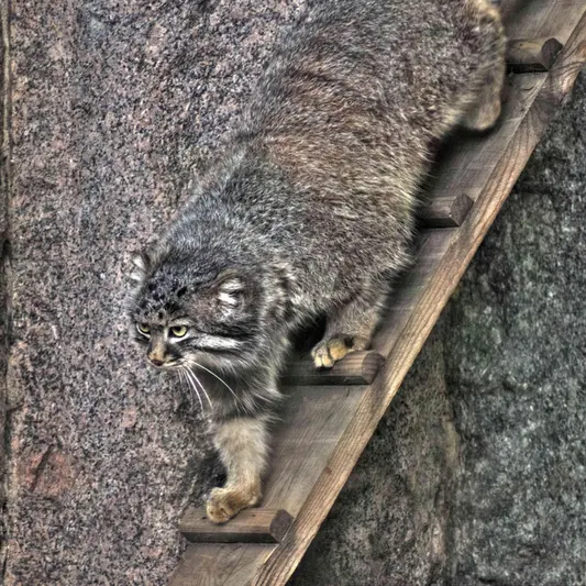 A photograph of Darlay in Moscow zoo