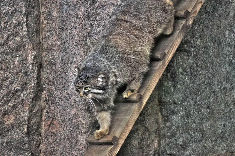 A photograph of Darlay in Moscow zoo