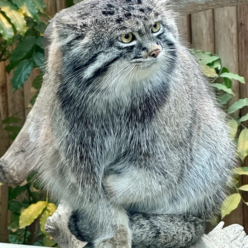 A photograph of Nar in Kobe Animal Kingdom