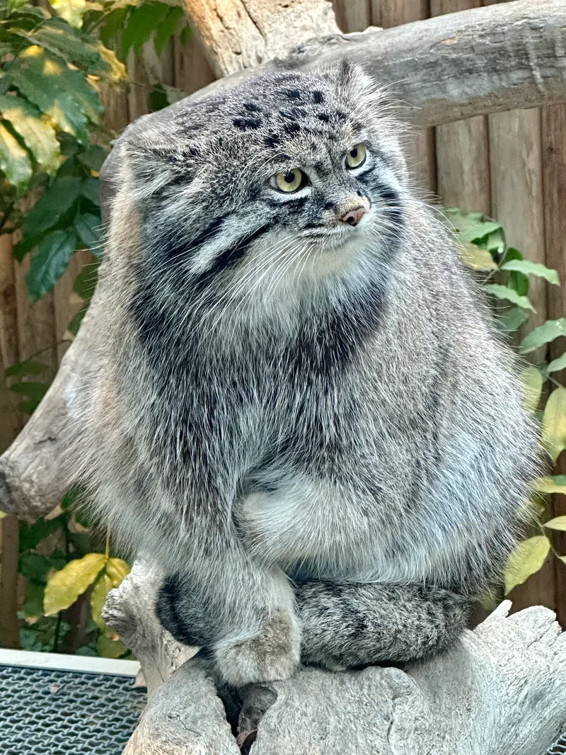 A photograph of Nar in Kobe Animal Kingdom