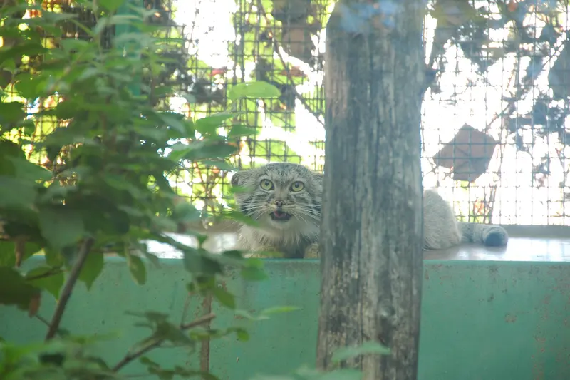 A photograph of Lucy in Budapest Zoo & Botanical Garden