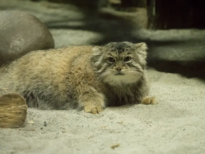 A photograph of Primula in Ueno Zoological Gardens