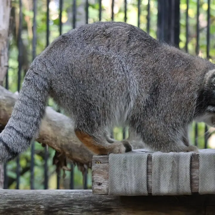 A photograph of a Pallas's cat in Novosibirsk Zoo