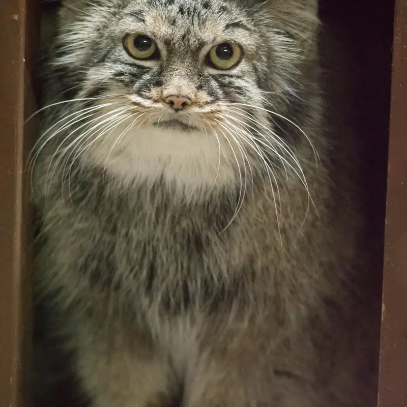 A photograph of Shafran in Ueno Zoological Gardens
