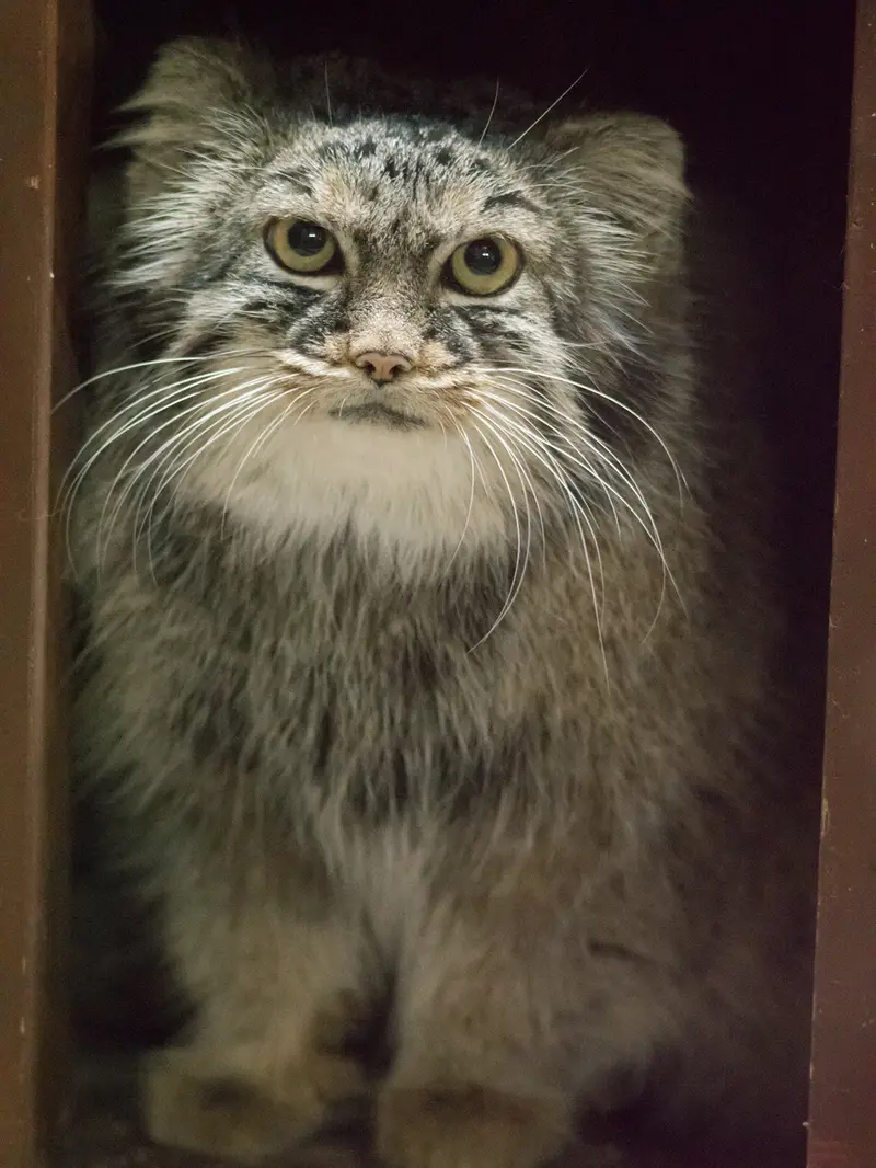 A photograph of Shafran in Ueno Zoological Gardens