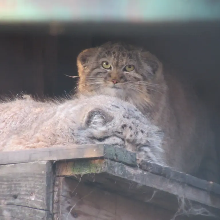 A photograph of Bohus and Lucy in Budapest Zoo &amp; Botanical Garden