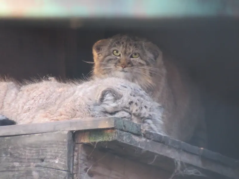 A photograph of Bohus and Lucy in Budapest Zoo &amp; Botanical Garden