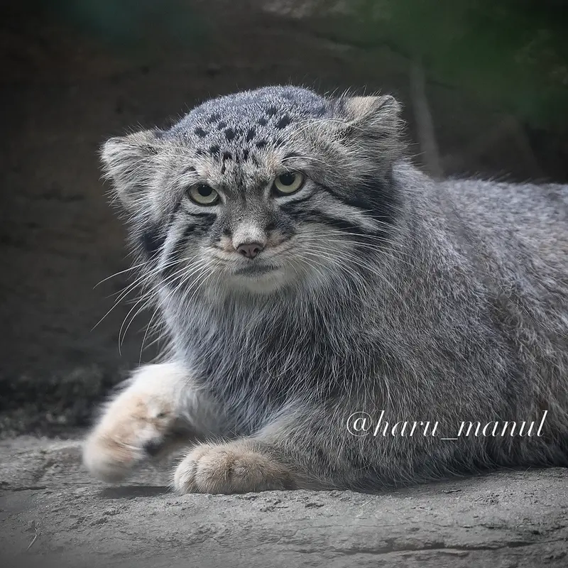 A photograph of Nagomu in Nasu Animal Kingdom