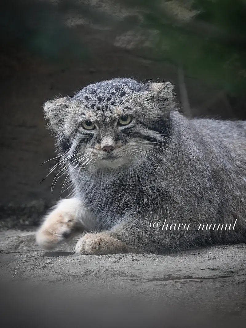 A photograph of Nagomu in Nasu Animal Kingdom