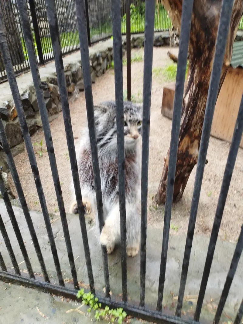 A photograph of a Pallas's cat in Novosibirsk Zoo