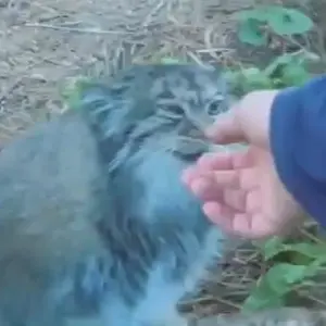 A photograph of a Pallas's cat in Cheyenne Mountain Zoo